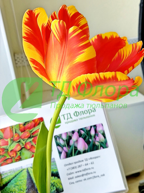 Фото для ТД Флора Оптовая продажа тюльпанов